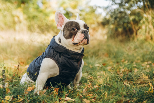 Walking with a dog french bulldog in the park in autumn.