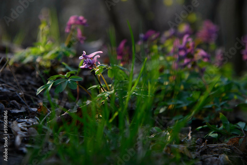 Spring flowers