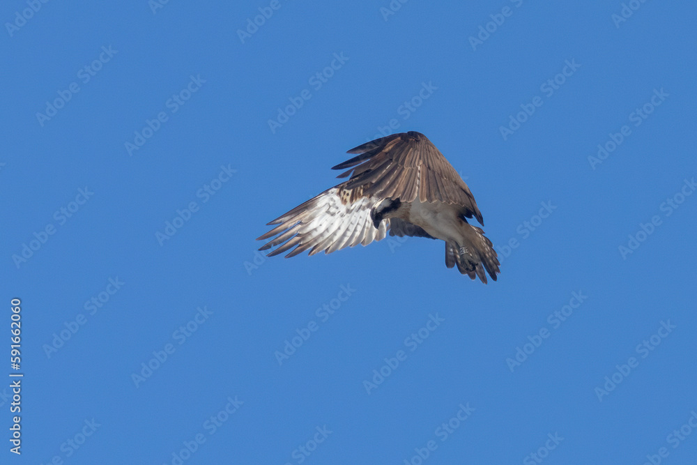 Osprey hovering in a bright blue sky looking down at the water to spot a fish. This osprey has just arrived in Scotland from Africa to breed Osprey hovering in a bright blue sky looking down at the water to spot a fish. This osprey has just arrived in Scotland from Africa to breed