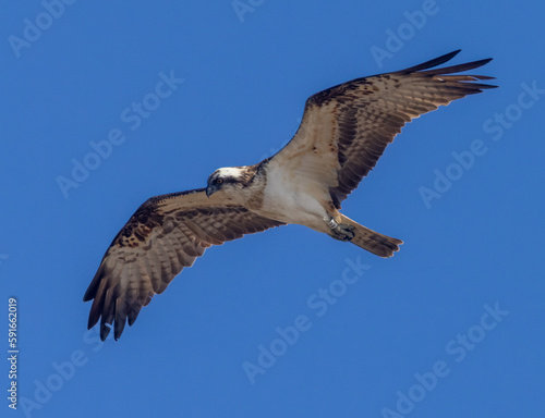 Osprey hovering in a bright blue sky looking down at the water to spot a fish.  This osprey has just arrived in Scotland from Africa to breed