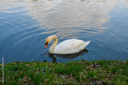 Swan in spring