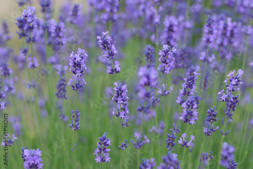 Lavandula angustifolia  Hidcote. Macro photography with selective focus and soft bokeh background. Field of Lavender. Close up of purple lavender flowers background. Blooming Lavandula officinalis. 