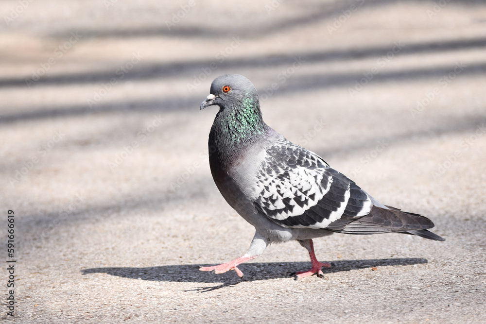 Portrait of a common pigeon, summer day, a pigeon walks along an asphalt path from right to left Portrait of a common pigeon, summer day, a pigeon walks along an asphalt path from right to left