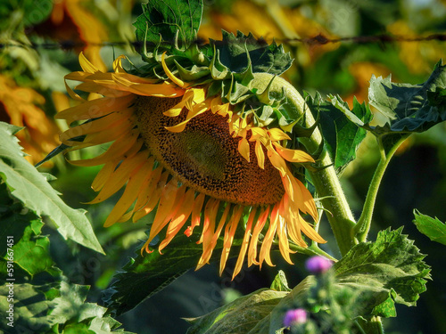 sunflower in a garden