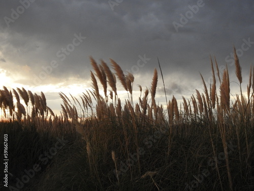 sunset over field