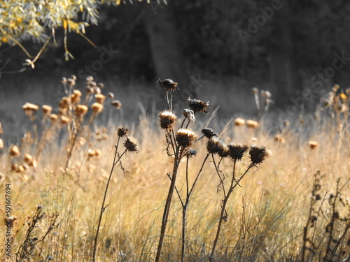 reeds at dawn