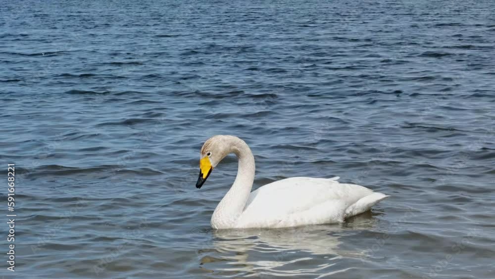A lonely whooper swan swims in the sea. Close-up. A lonely whooper swan swims in the sea. Close-up.