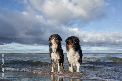 dogs in water. two Active australian shepherd jumping . Active holiday with a pet