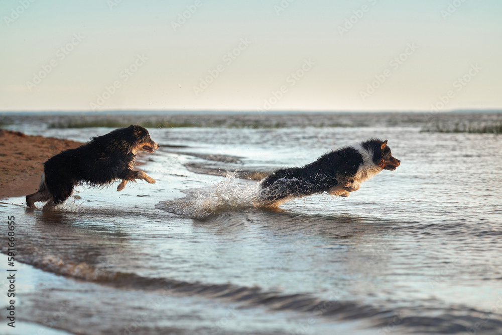 dogs in water. two Active australian shepherd jumping . Active holiday with a pet
