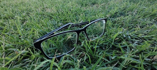 blue bird on a grass