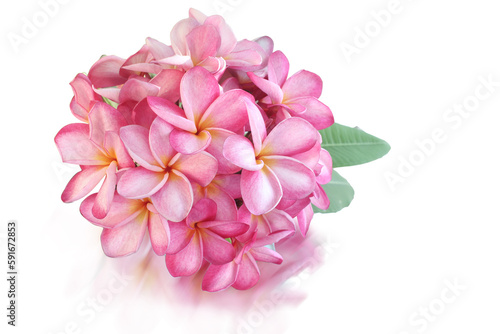 Beautiful pink plumeria bouquet with clipping path