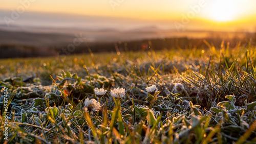 Gänseblümchen im Morgenlicht