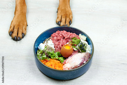 Natural Raw organic dog food in bowl and dogs paws on grey background. BARF Diet for dogs Raw meat, eggs, vegetables.