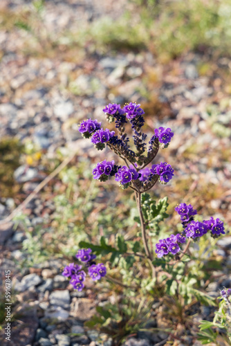 Phacelia Crenulata  purple wildflowers in the desert