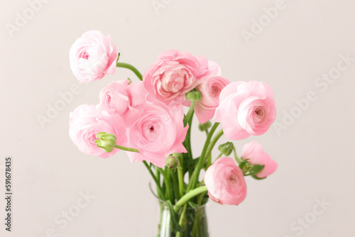 Vase with pink ranunculus flowers on light background
