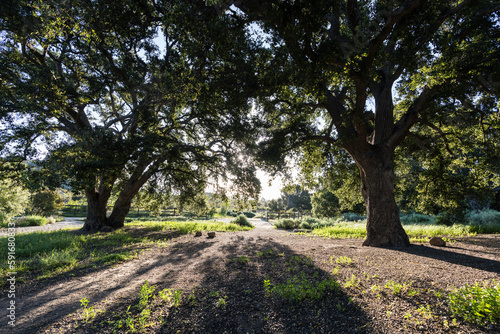 Large oak trees and early m...