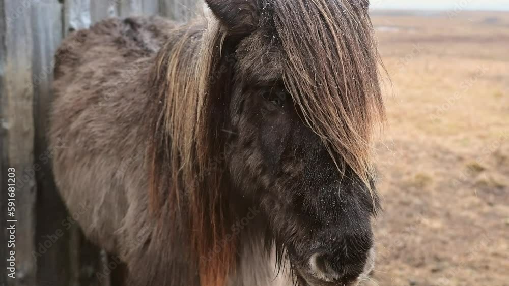 Close up beautiful brown icelandic horse face look to camera on field in snowy winter day in nature outdoors alone Close up beautiful brown icelandic horse face look to camera on field in snowy winter day in nature outdoors alone