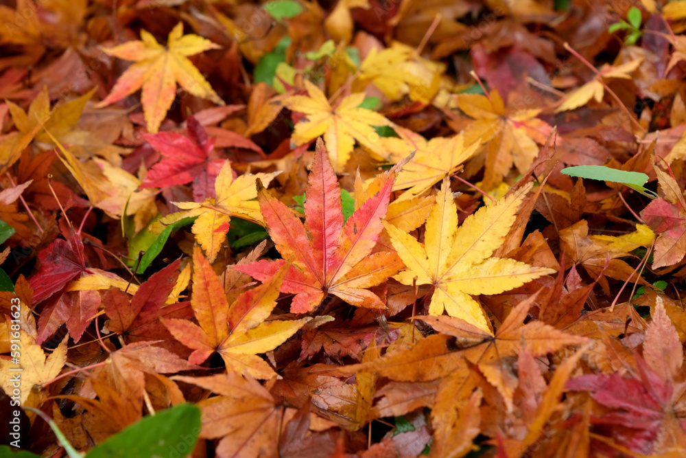 紅葉が落ちた晩秋 紅葉が落ちた晩秋