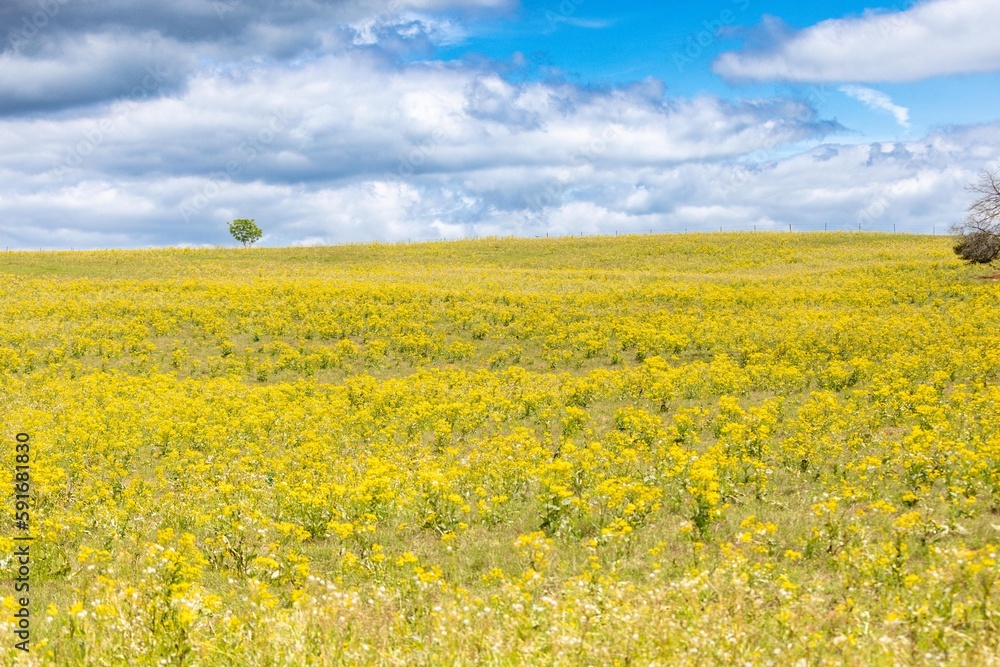 Obraz premium Wildflowers in a bright field