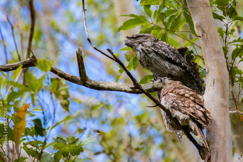 Camouflaged pair of Tawny frogmouth in different plumages sits on a branch spotted in  Venman Bushland National Park near Brisbane, Queensland, Australia photo