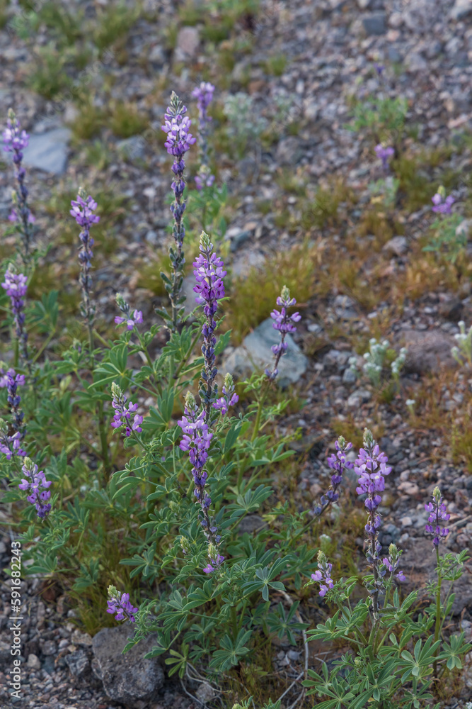 Obraz premium Lupine wildflowers in the desert