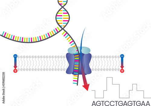 Third Generation Sequencing Nanopore Sequencing scientific transparent illustration 