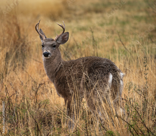 Buck in Big Bend National Park