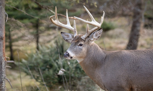 Majestic and Powerful,  Capturing the Beauty of a Trophy White Tailed Deer Buck in a Striking Head Shot.  An Iconic Display of Dominance and Strength in the Wildlife Kingdom.  Wildlife Photography.  © touchedbylight