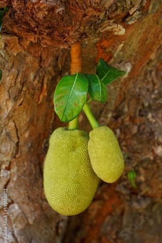 Jackfruit