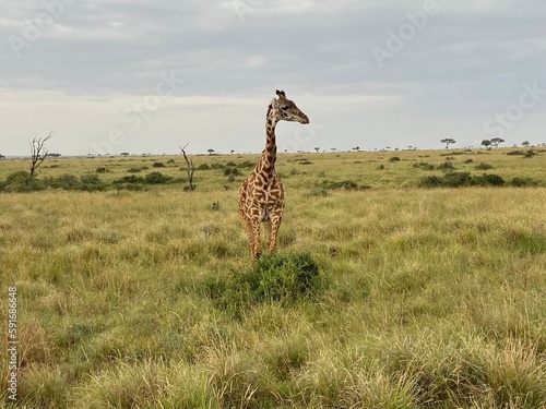 giraffe in the wild