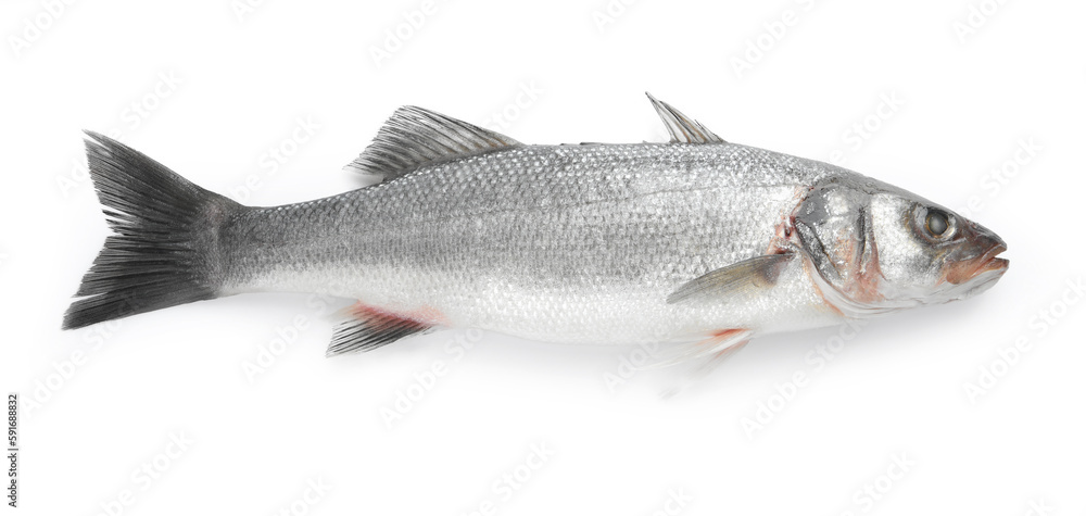 Obraz premium Fresh sea bass fish isolated on white, top view