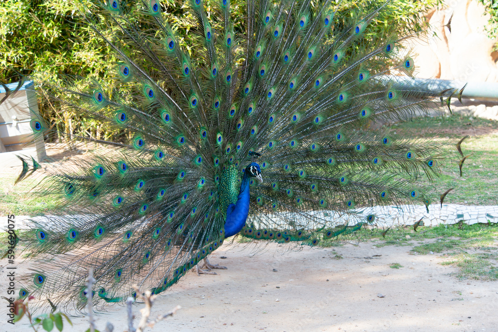 Obraz premium peacock with a magnificent open tail of different colors in the park in the shade. Beautiful birds in free nature.Natural zoo in Spain