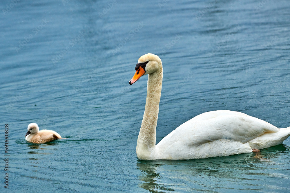 Cute young swan chicks with blurred background,Mute swan, Cygnus olor Cute young swan chicks with blurred background,Mute swan, Cygnus olor