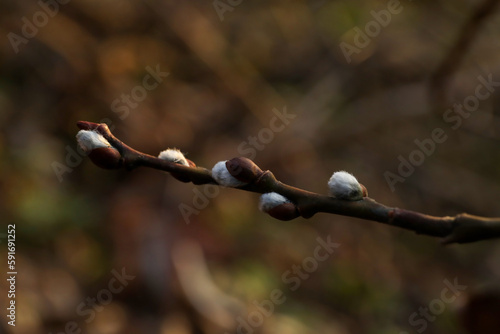 Beautiful pussy willow branch with catkins outdoors, closeup