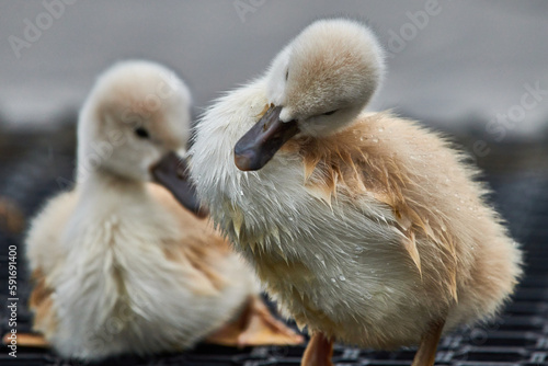 Cute young swan chicks with blurred background,Mute swan, Cygnus olor © DannyIacob