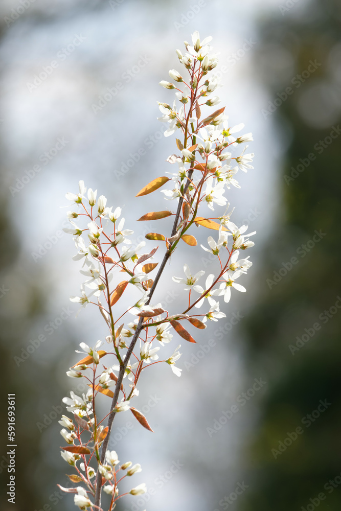 star-shaped white flowers of a Amelanchier lamarckii also called juneberry, serviceberry or shadbush shrub star-shaped white flowers of a Amelanchier lamarckii also called juneberry, serviceberry or shadbush shrub