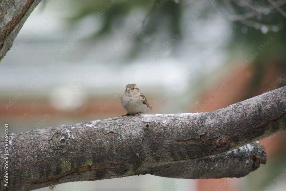 Fototapeta premium Eurasian Tree Sparrow