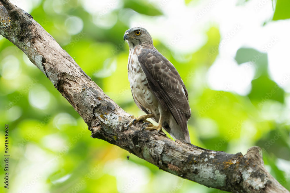 Crested goshawk at tree Crested goshawk at tree