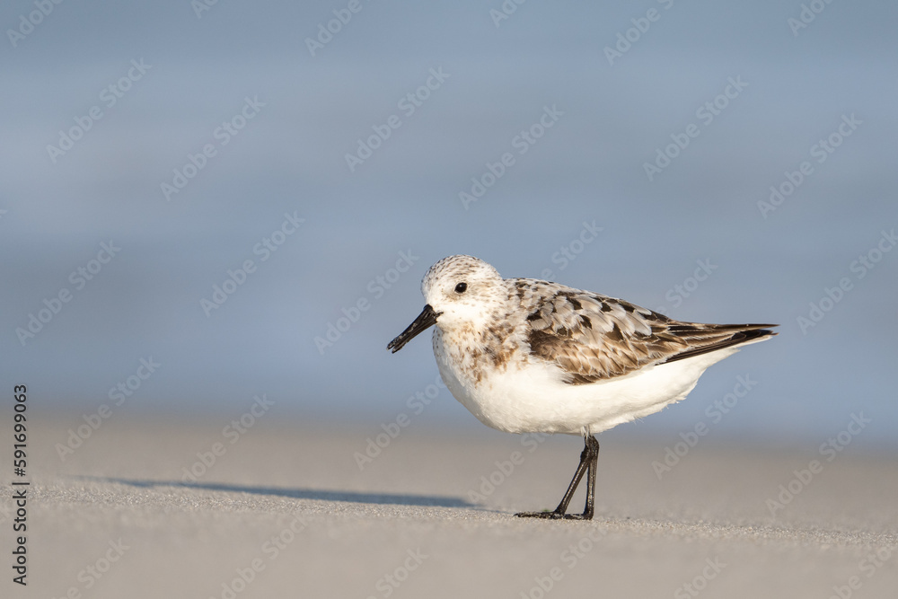 Obraz premium Sanderling on beach 