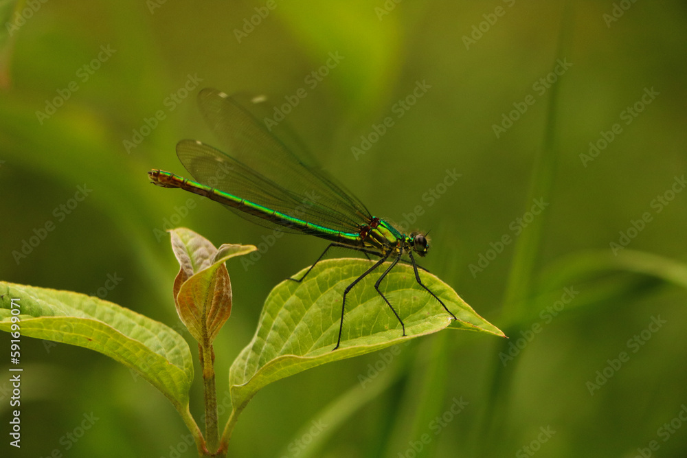 Libellule sur une feuille. Libellule sur une feuille.