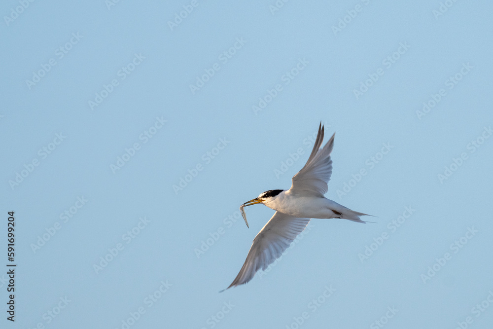 Least tern with fish Least tern with fish
