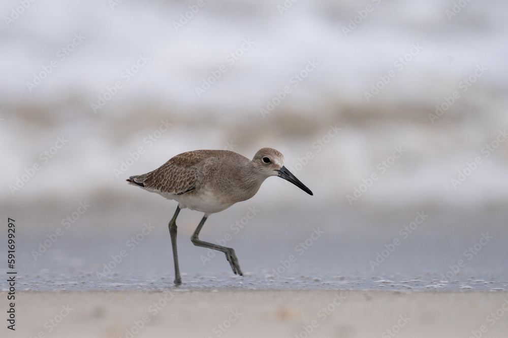 Willet Willet