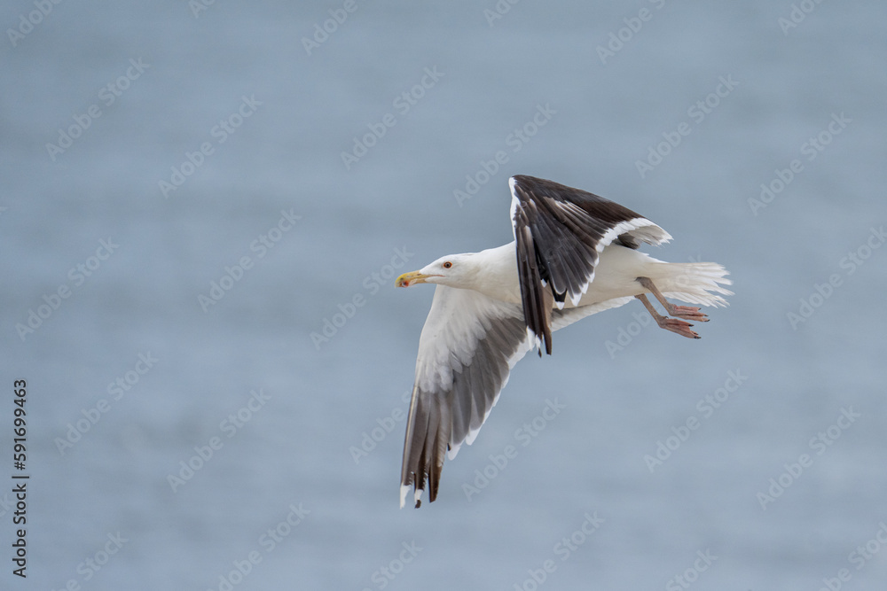 Black-billed gull flying