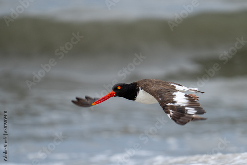 Obraz na plátne American oystercatcher