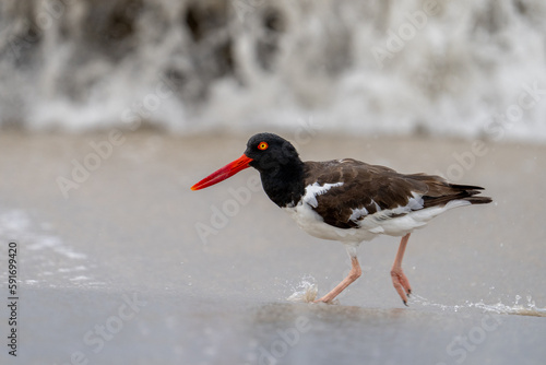 American oystercatcher