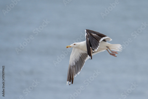 Black-billed gull flying © Griffin