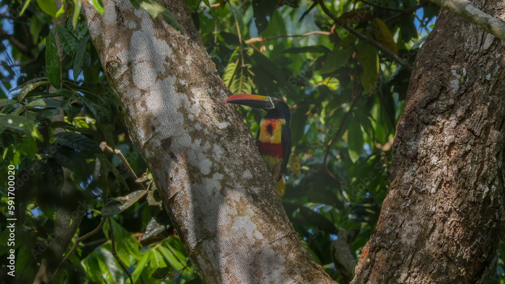 front view of a fiery-billed aracari in a tree at manuel antonio front view of a fiery-billed aracari in a tree at manuel antonio