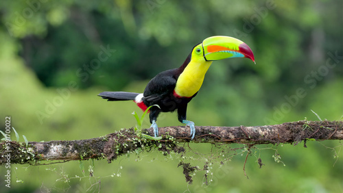 keel-billed toucan on a perch vocalizing at costa rica