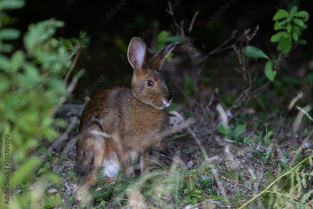 Fototapeta premium Snowshoe hare in forest