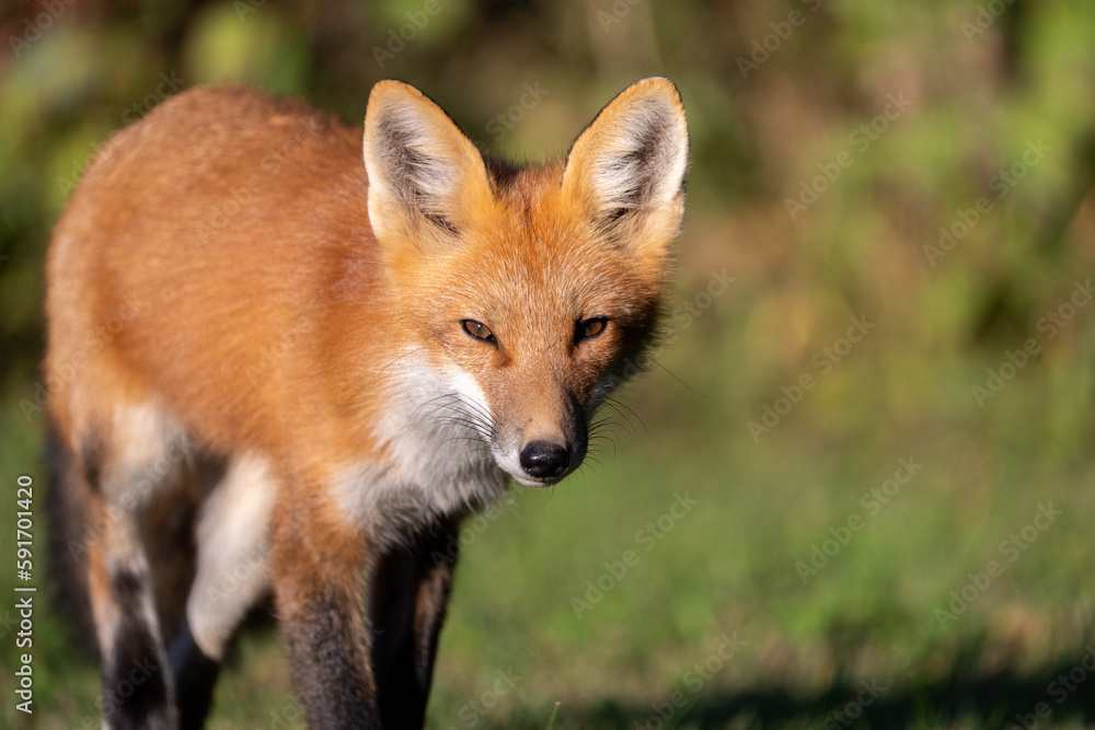 Fototapeta premium Red fox portrait 